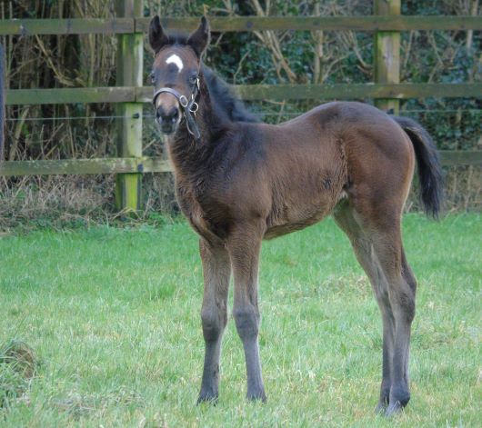 2021 filly by Gleneagles